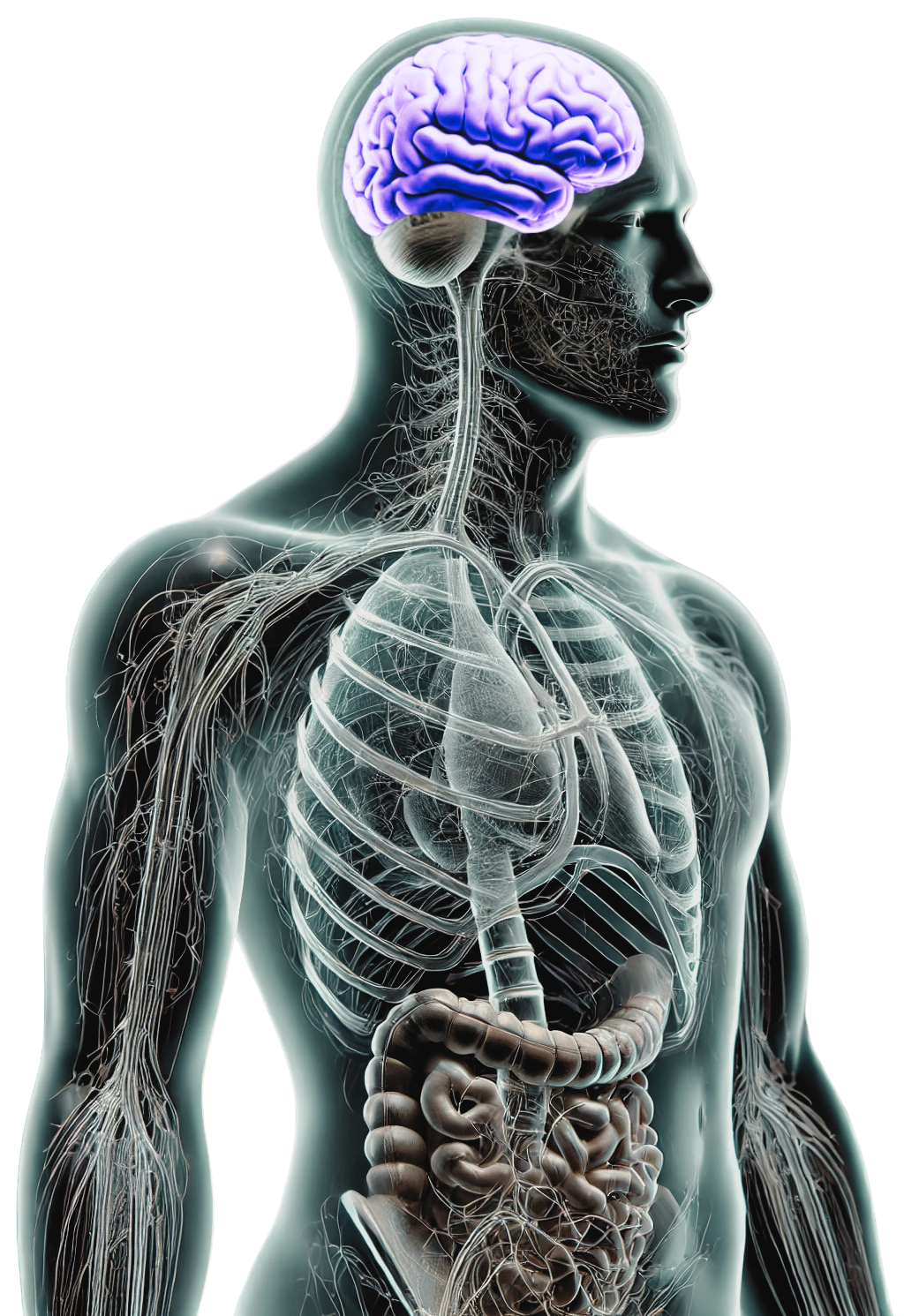 Human brain and nervous system visualization