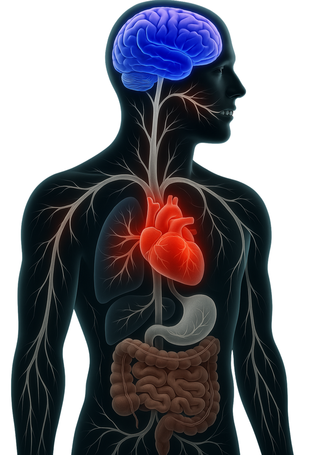 Human body showing connection between brain and other organs